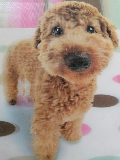 small dog carrier bag