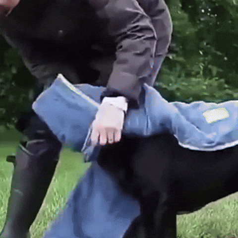 Sortie de bain pour chien