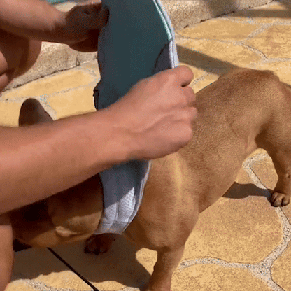 Unique Coats for My Dog