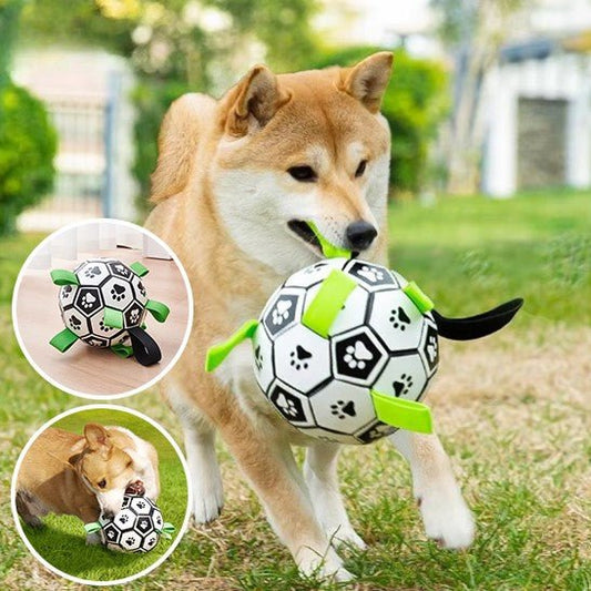 Ballon de foot chien