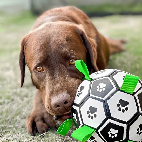 Ballon de foot chien