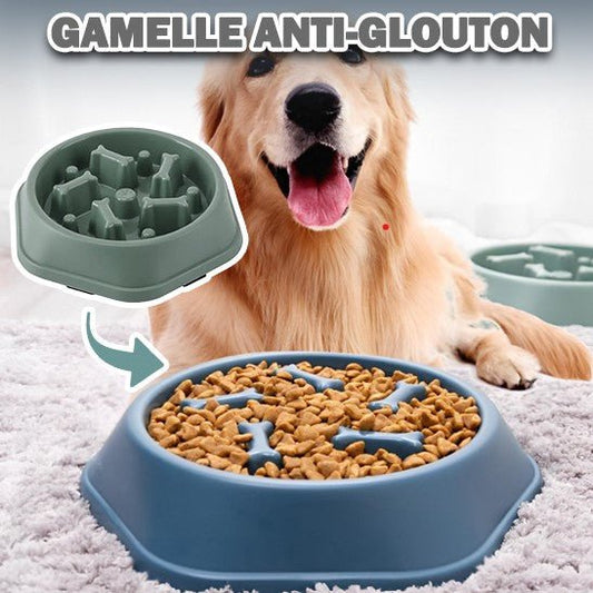 Distributeur de nourriture pour chien