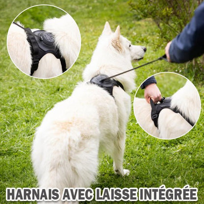 Harness with integrated leash