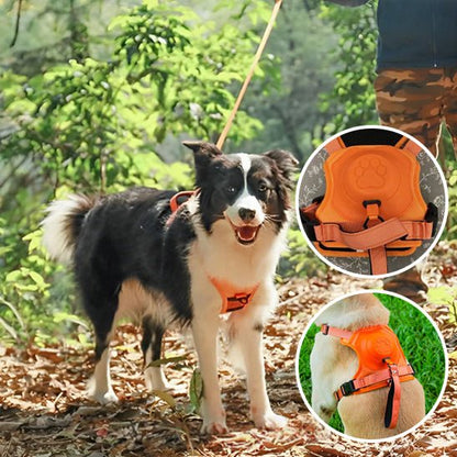 Harness with integrated leash