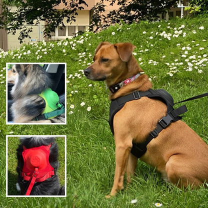 Harness with integrated leash