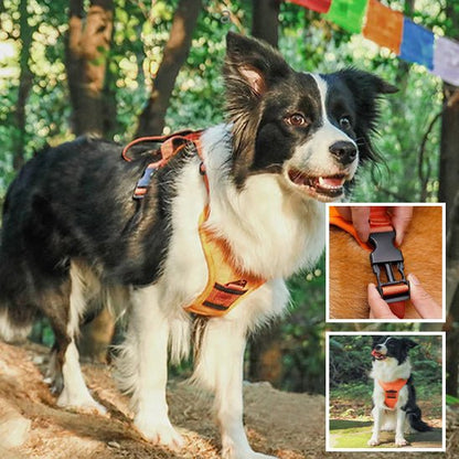Harness with integrated leash