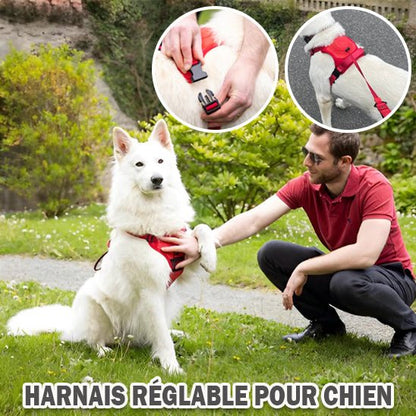 Harness with integrated leash