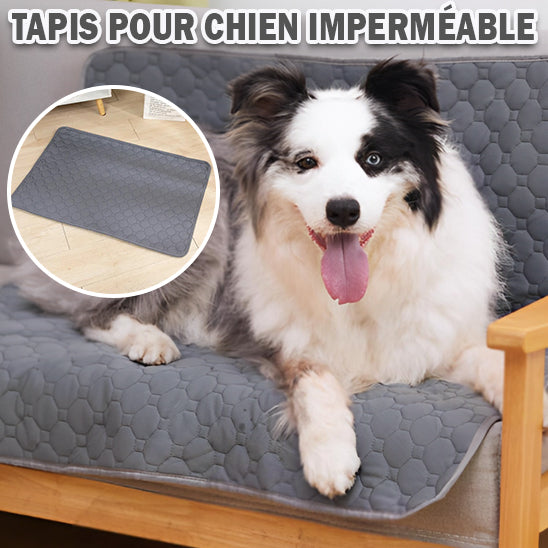 Tapis d'apprentissage pour chiens