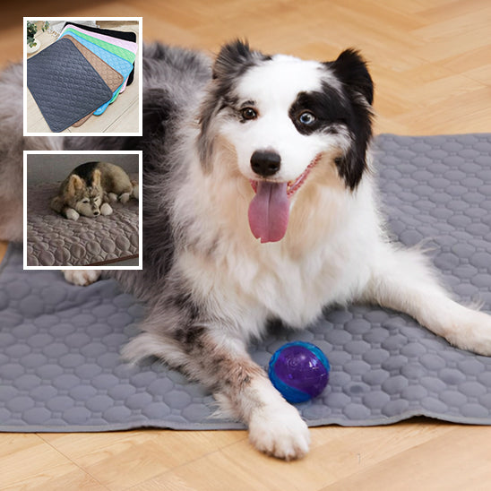 Tapis d'apprentissage pour chiens