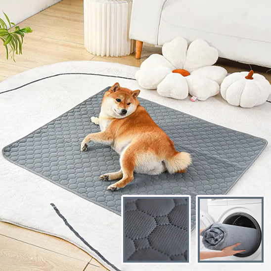 Tapis d'apprentissage pour chiens